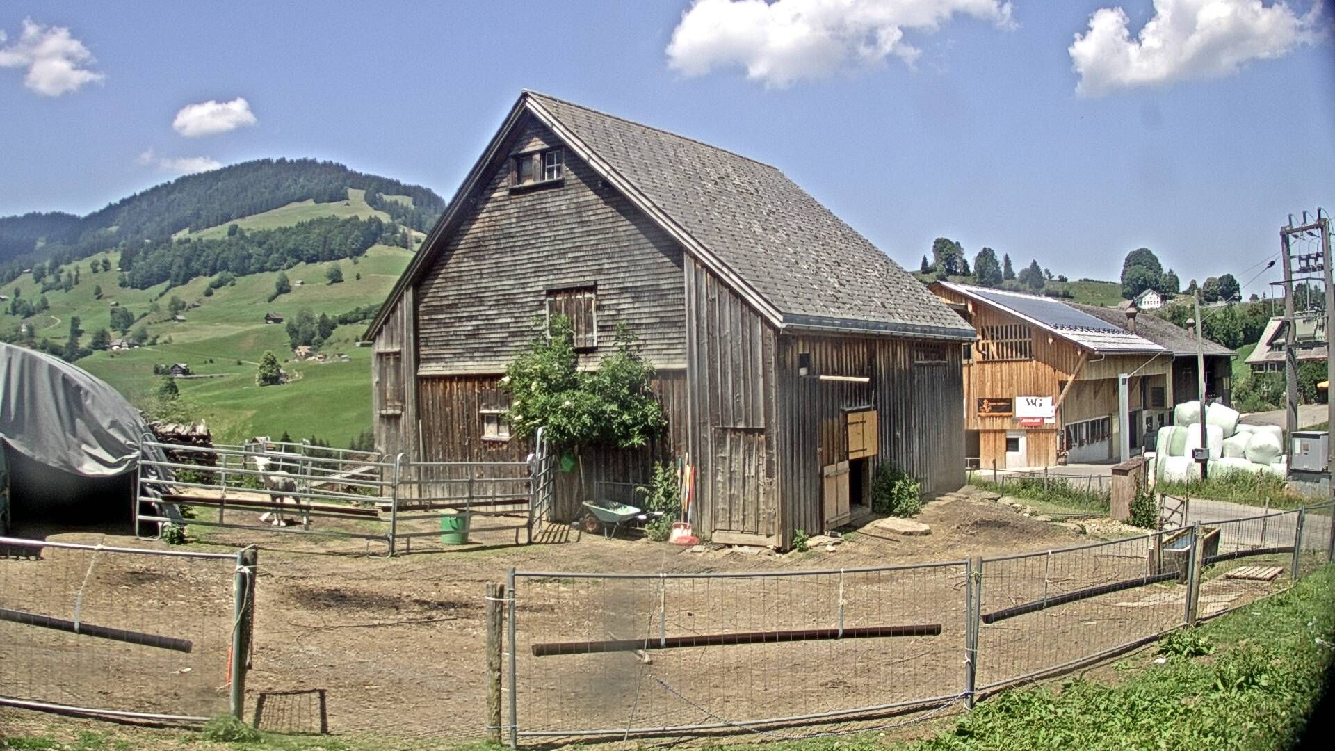 Nesslau: Stein: Toggenburg Alpakas