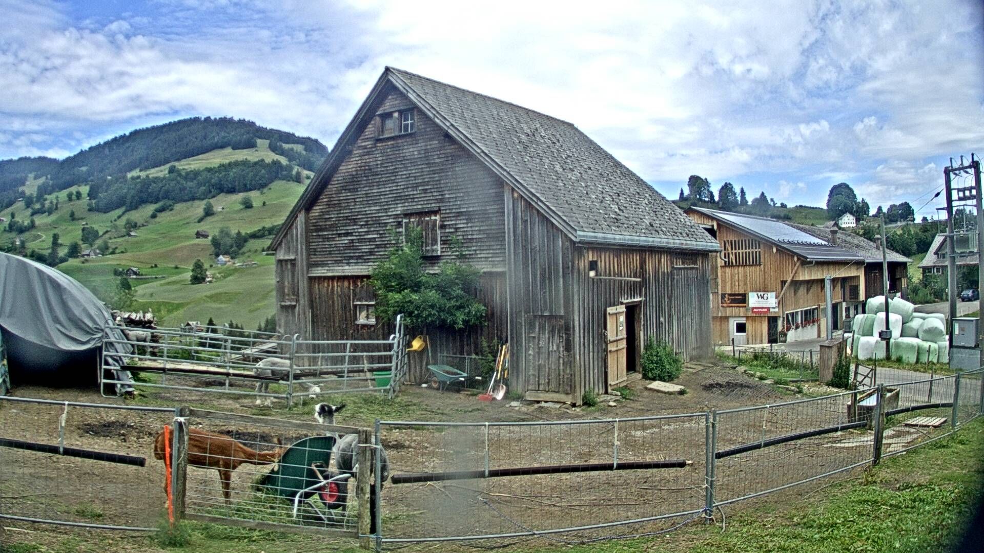 Nesslau: Stein: Toggenburg Alpakas