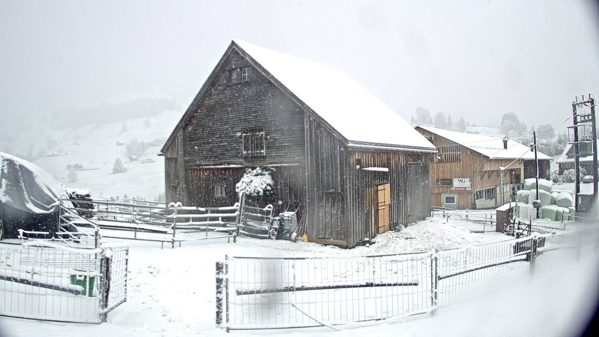 Nesslau: Stein: Toggenburg Alpakas