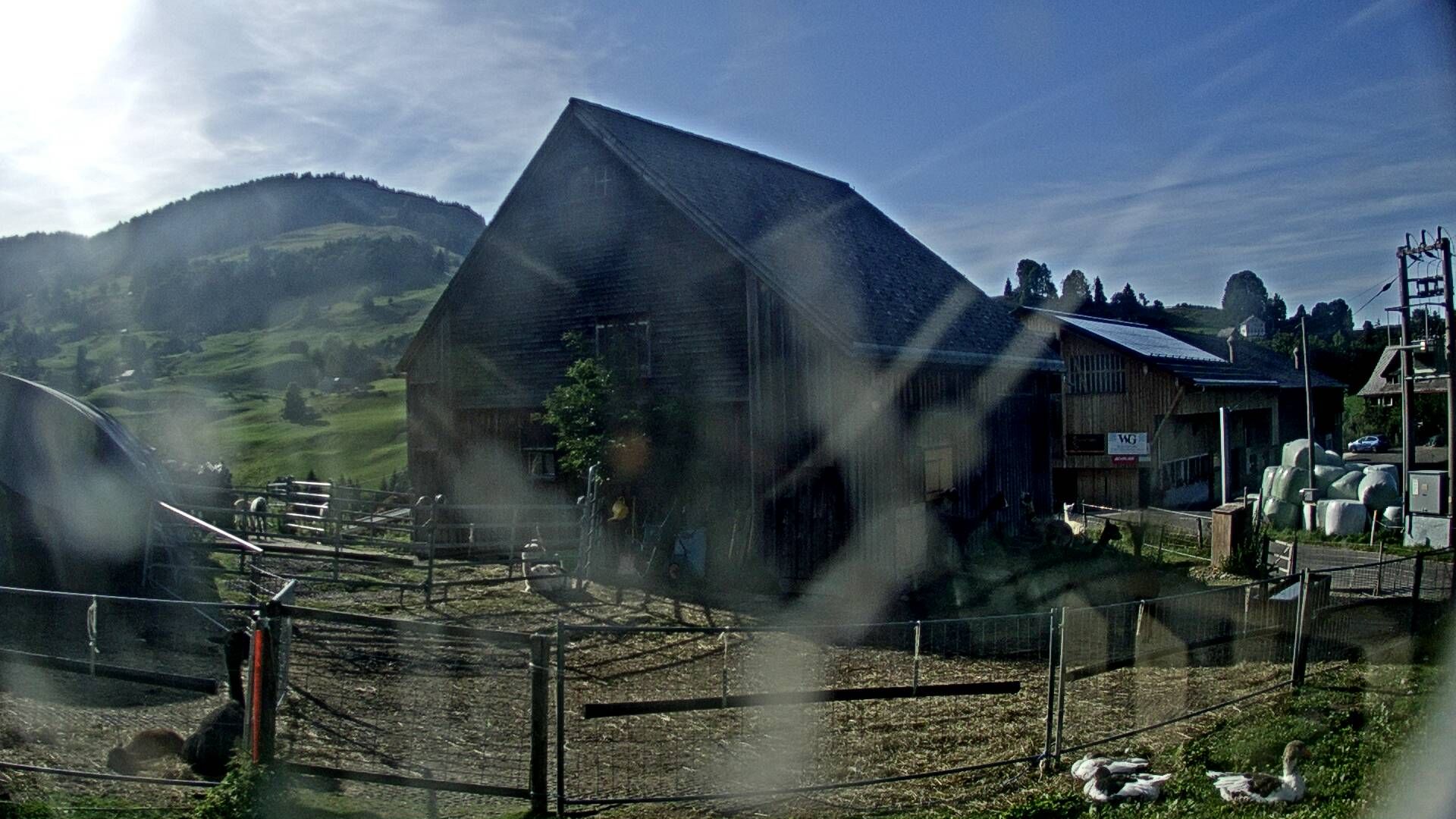 Nesslau: Stein: Toggenburg Alpakas