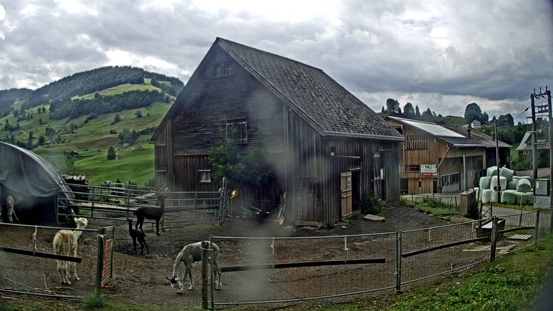 Nesslau: Stein: Toggenburg Alpakas
