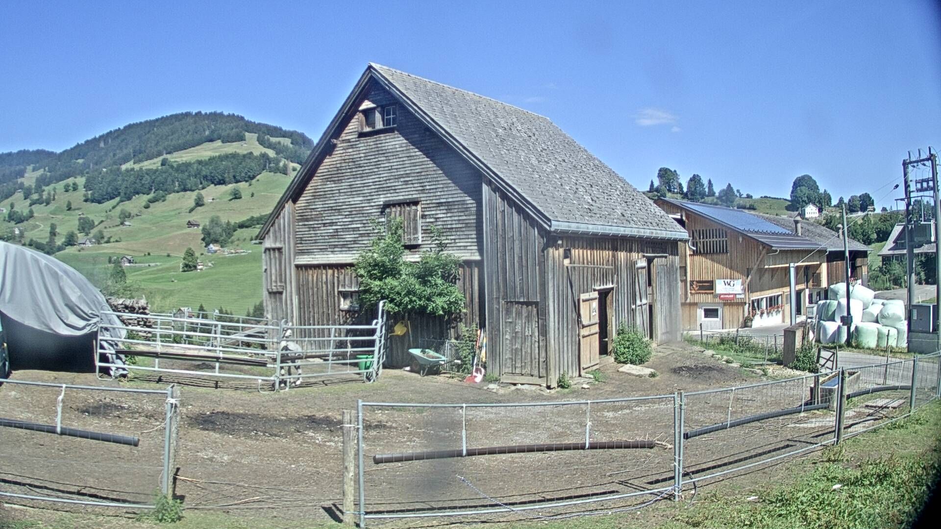 Nesslau: Stein: Toggenburg Alpakas