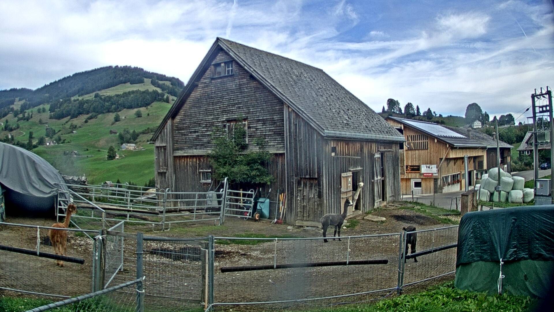 Nesslau: Stein: Toggenburg Alpakas