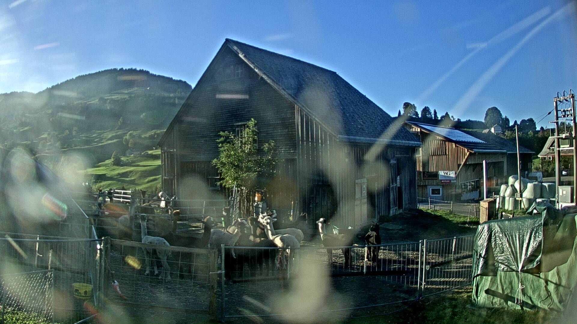Nesslau: Stein: Toggenburg Alpakas