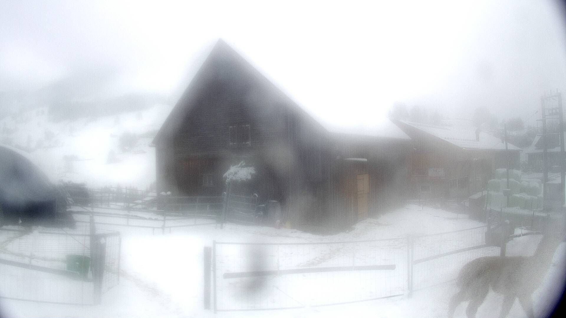 Nesslau: Stein: Toggenburg Alpakas