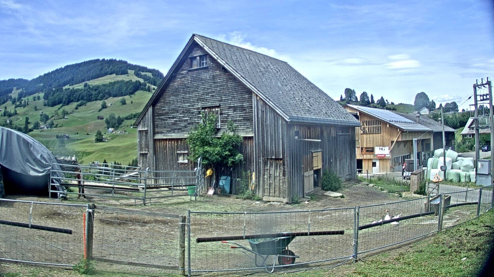 Nesslau: Stein: Toggenburg Alpakas