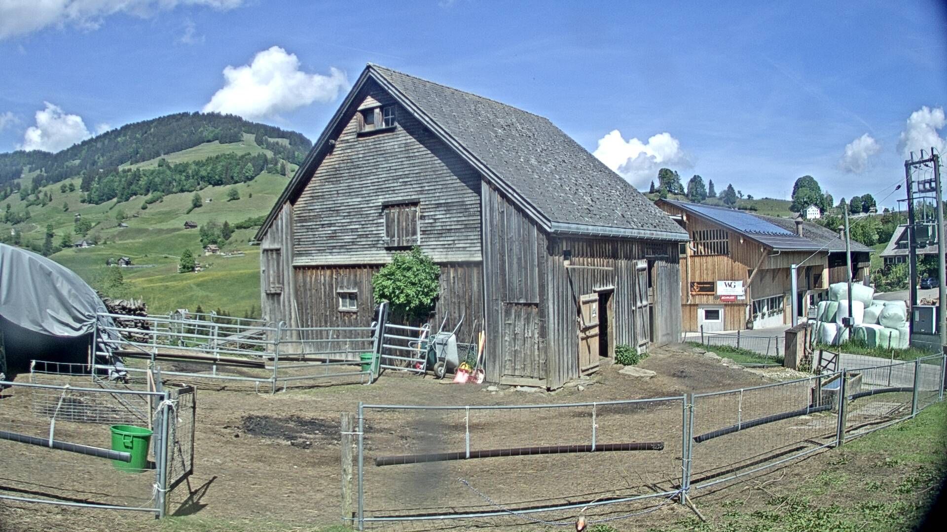 Nesslau: Stein: Toggenburg Alpakas