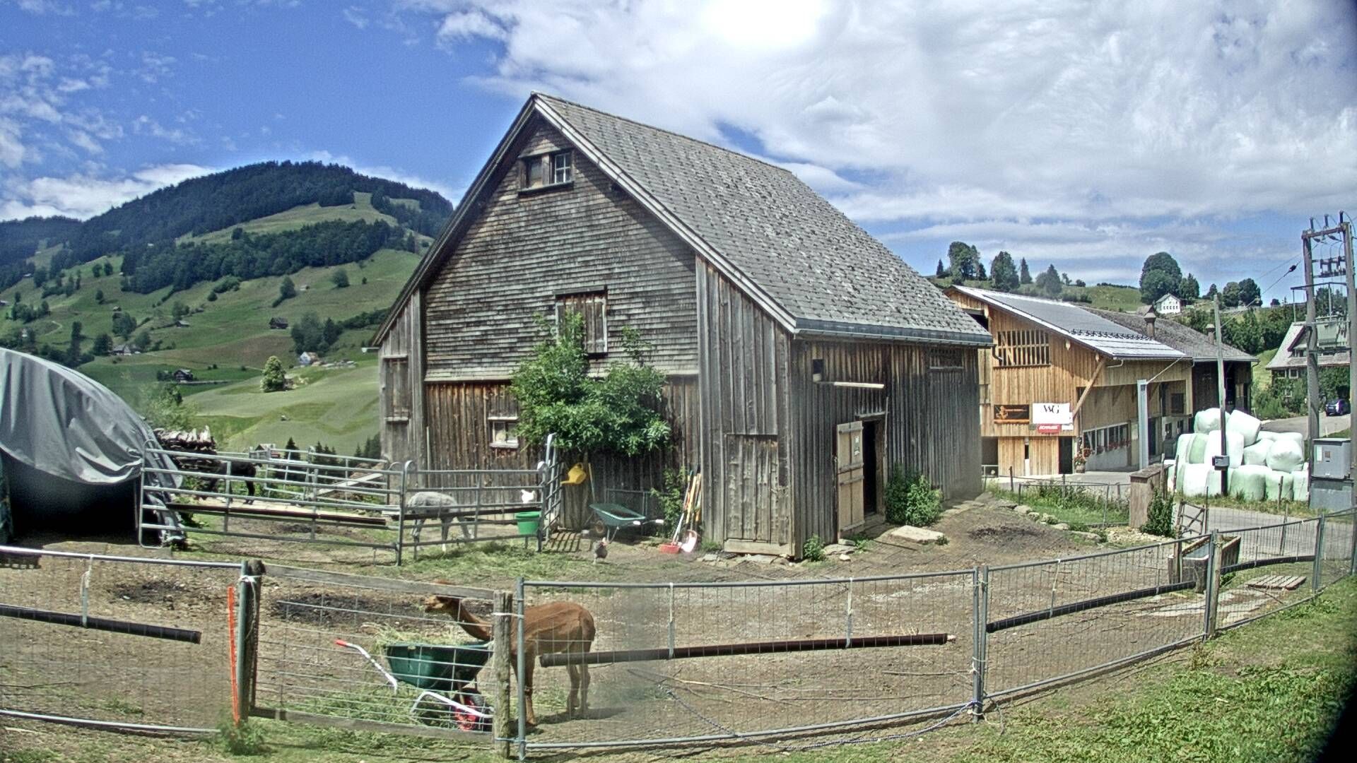 Nesslau: Stein: Toggenburg Alpakas