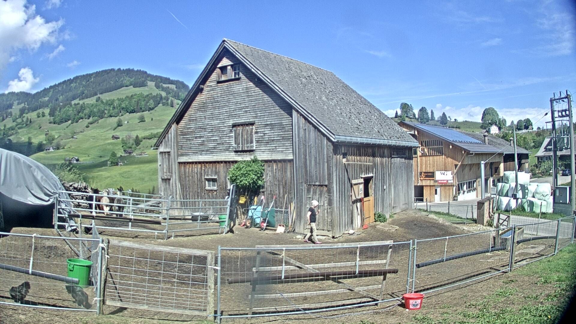 Nesslau: Stein: Toggenburg Alpakas