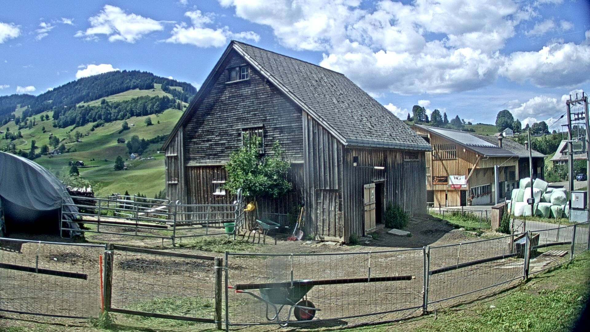 Nesslau: Stein: Toggenburg Alpakas