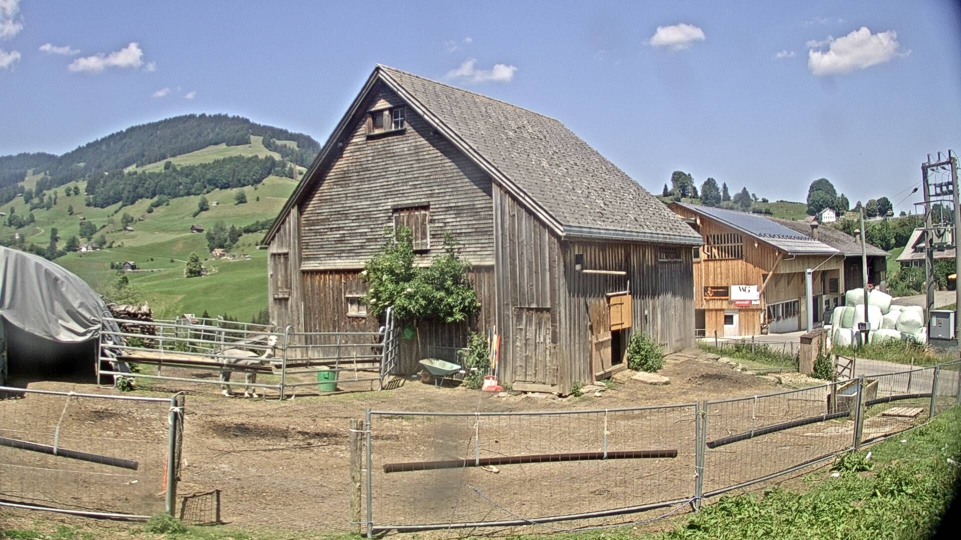 Nesslau: Stein: Toggenburg Alpakas