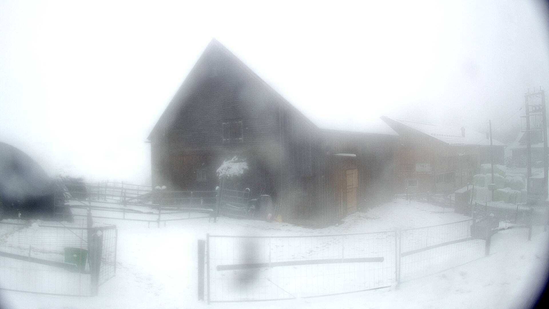 Nesslau: Stein: Toggenburg Alpakas
