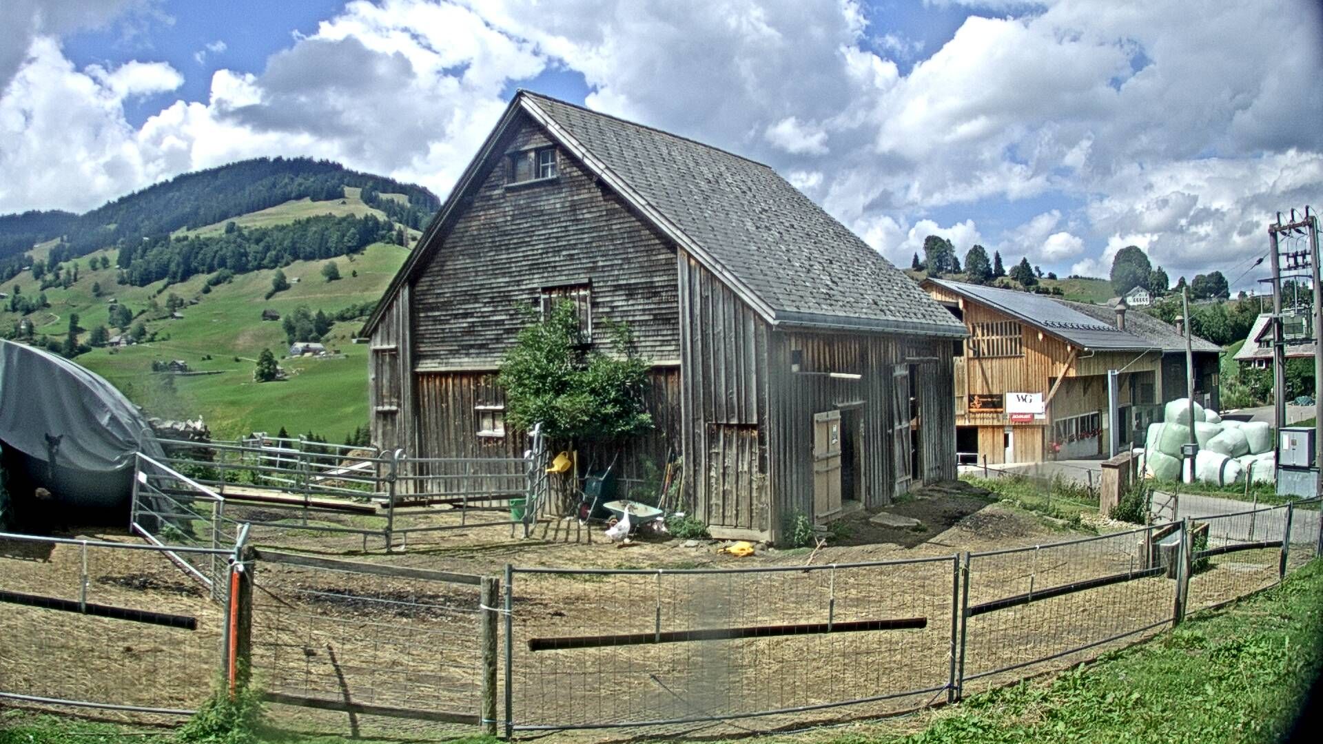 Nesslau: Stein: Toggenburg Alpakas