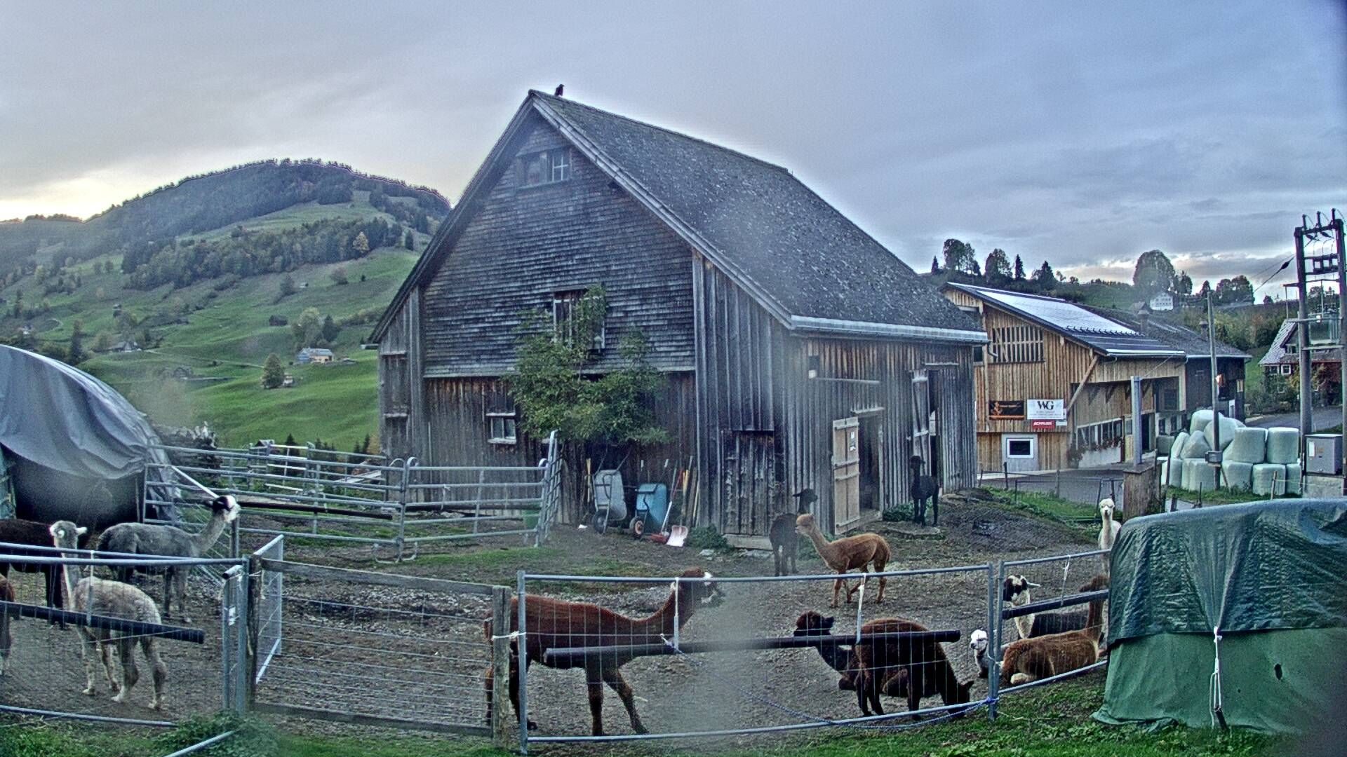 Nesslau: Stein: Toggenburg Alpakas