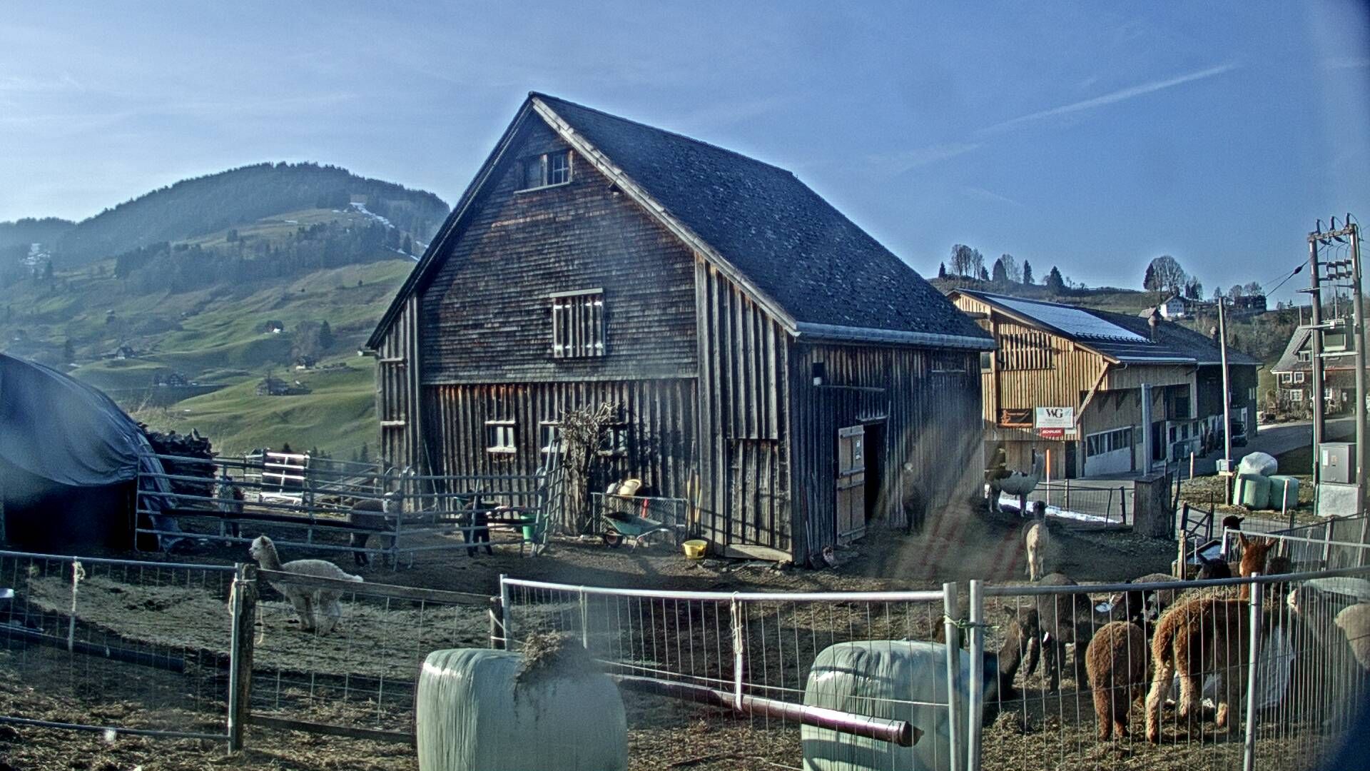 Nesslau: Stein: Toggenburg Alpakas