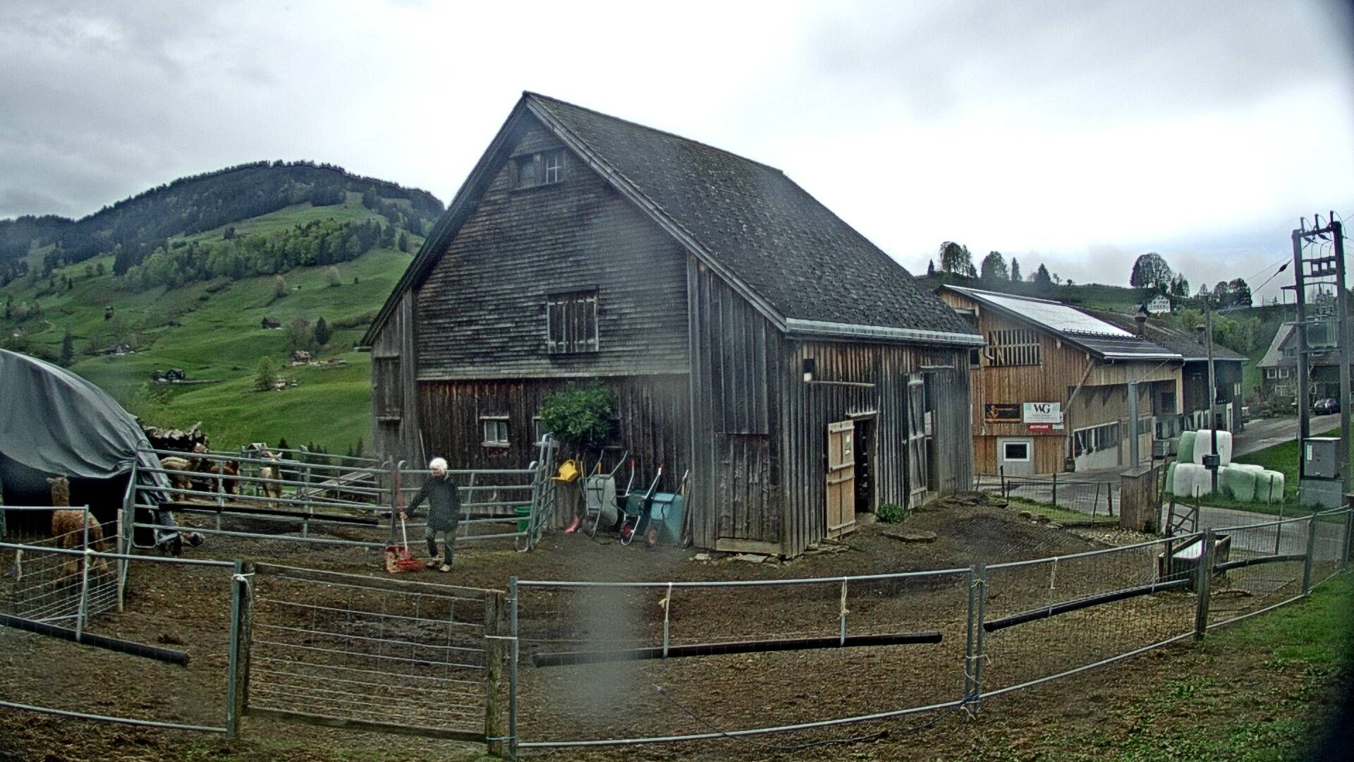 Nesslau: Stein: Toggenburg Alpakas