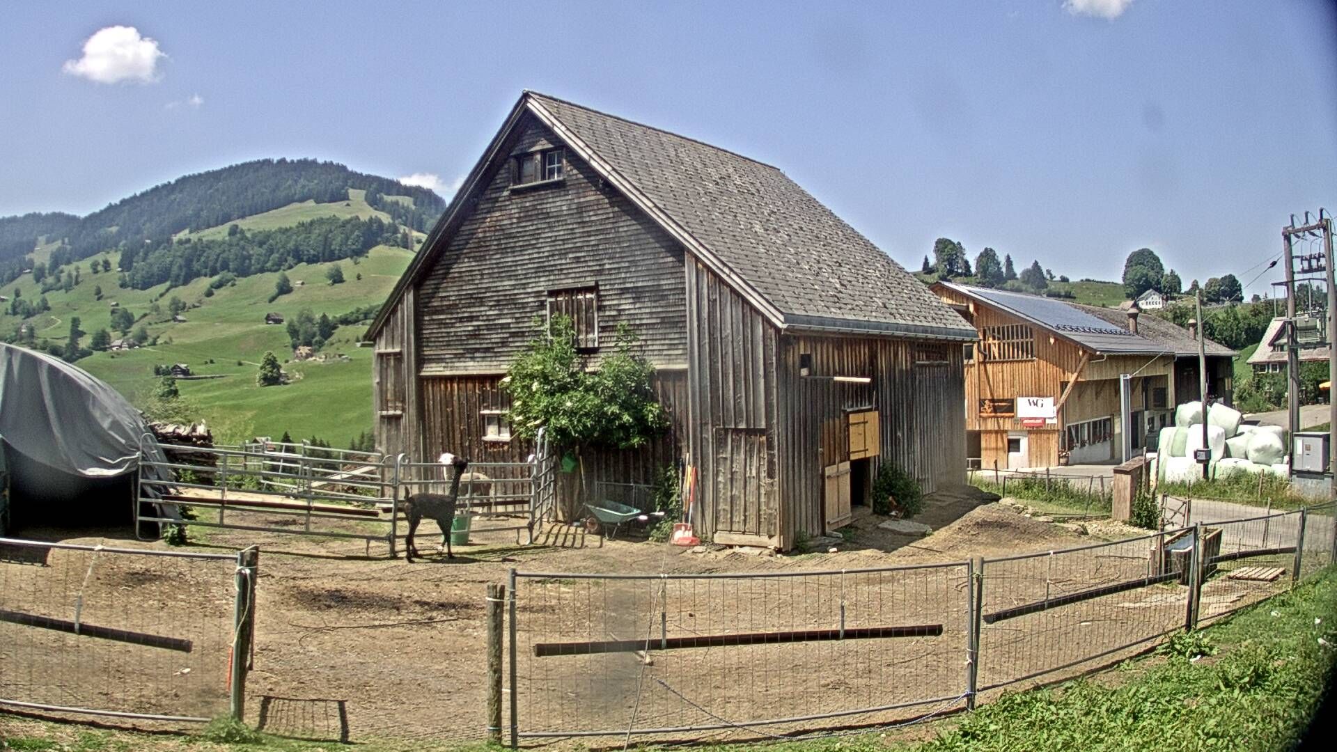 Nesslau: Stein: Toggenburg Alpakas