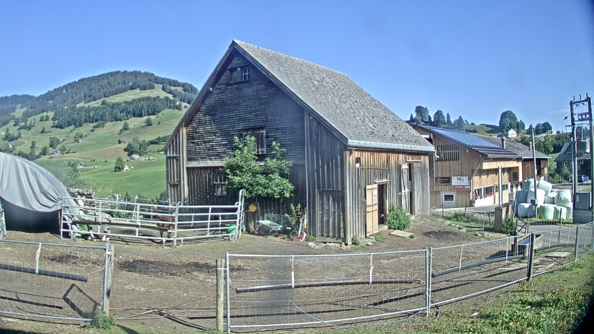 Nesslau: Stein: Toggenburg Alpakas