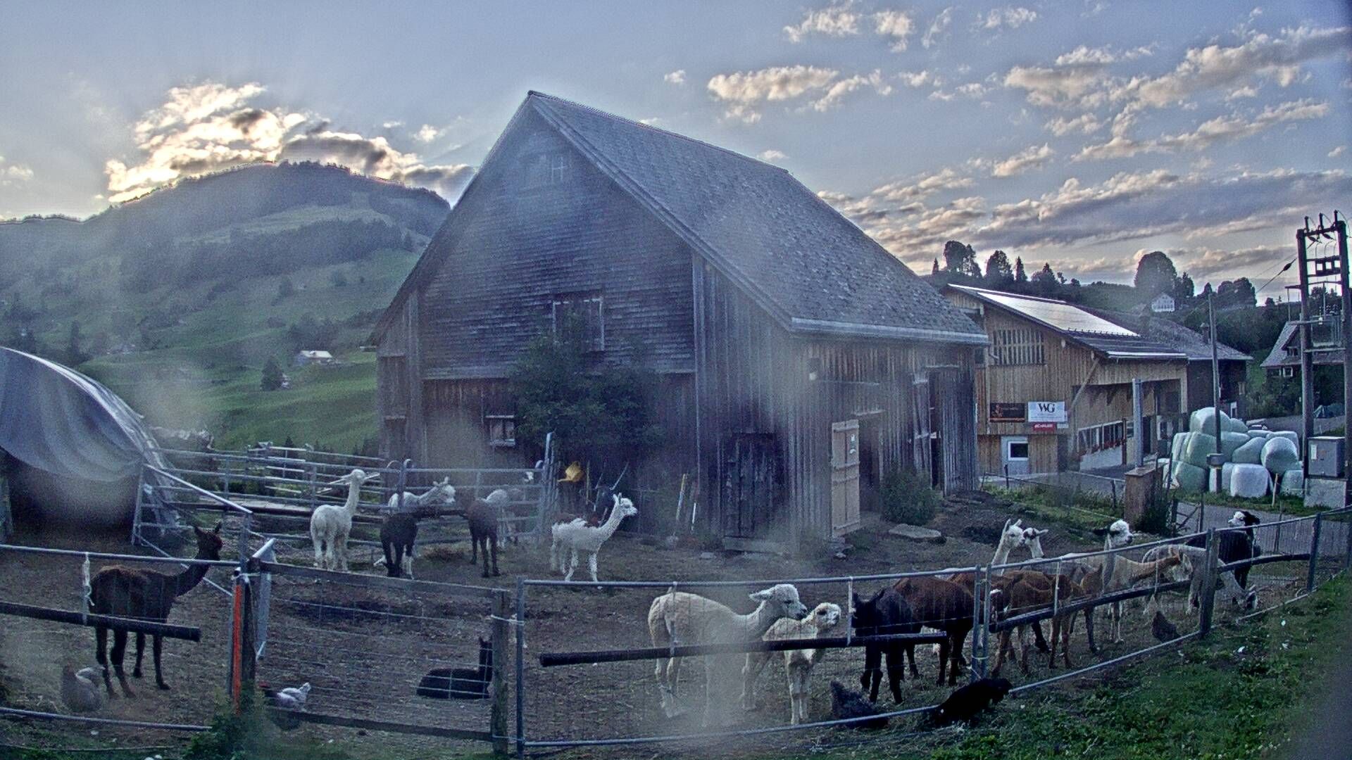 Nesslau: Stein: Toggenburg Alpakas