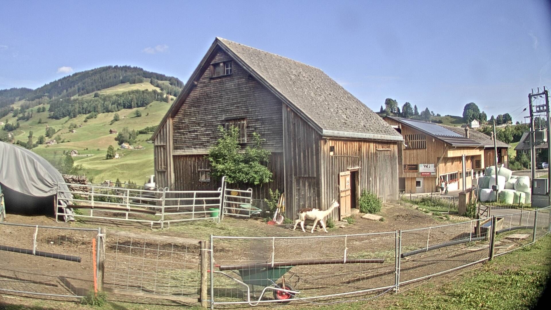 Nesslau: Stein: Toggenburg Alpakas