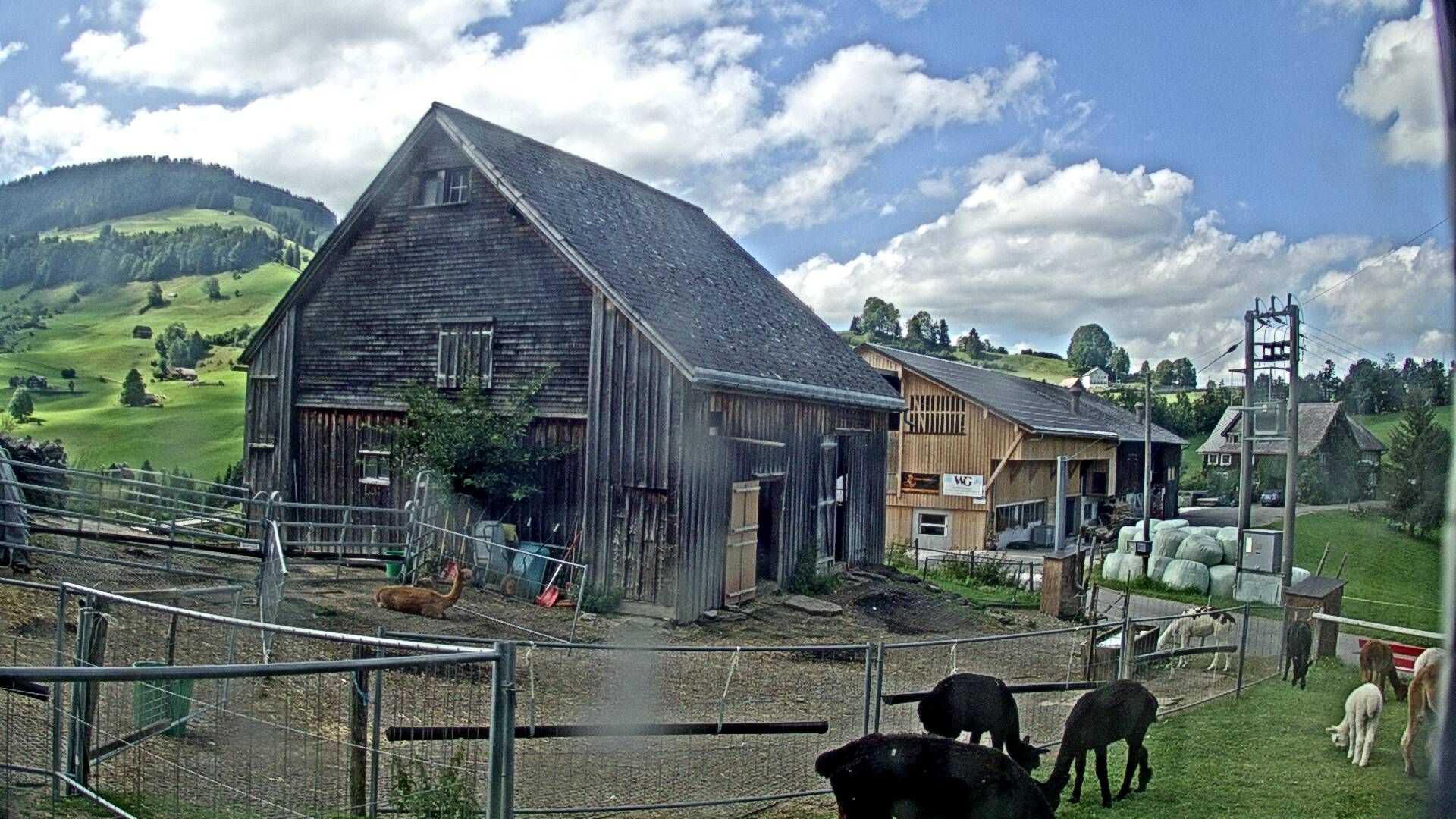 Stein: Toggenburg Alpakas