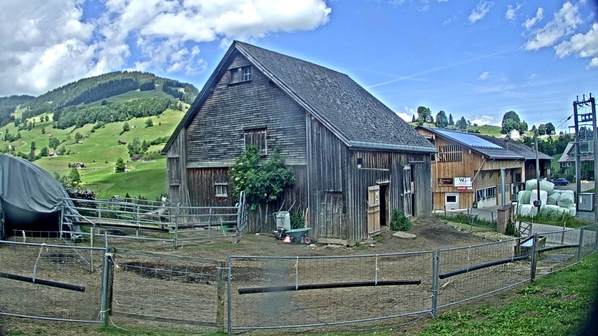 Nesslau: Stein: Toggenburg Alpakas