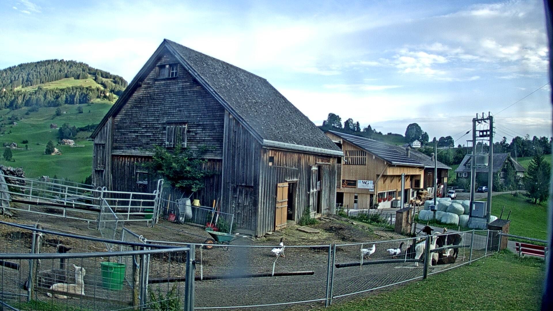 Stein: Toggenburg Alpakas