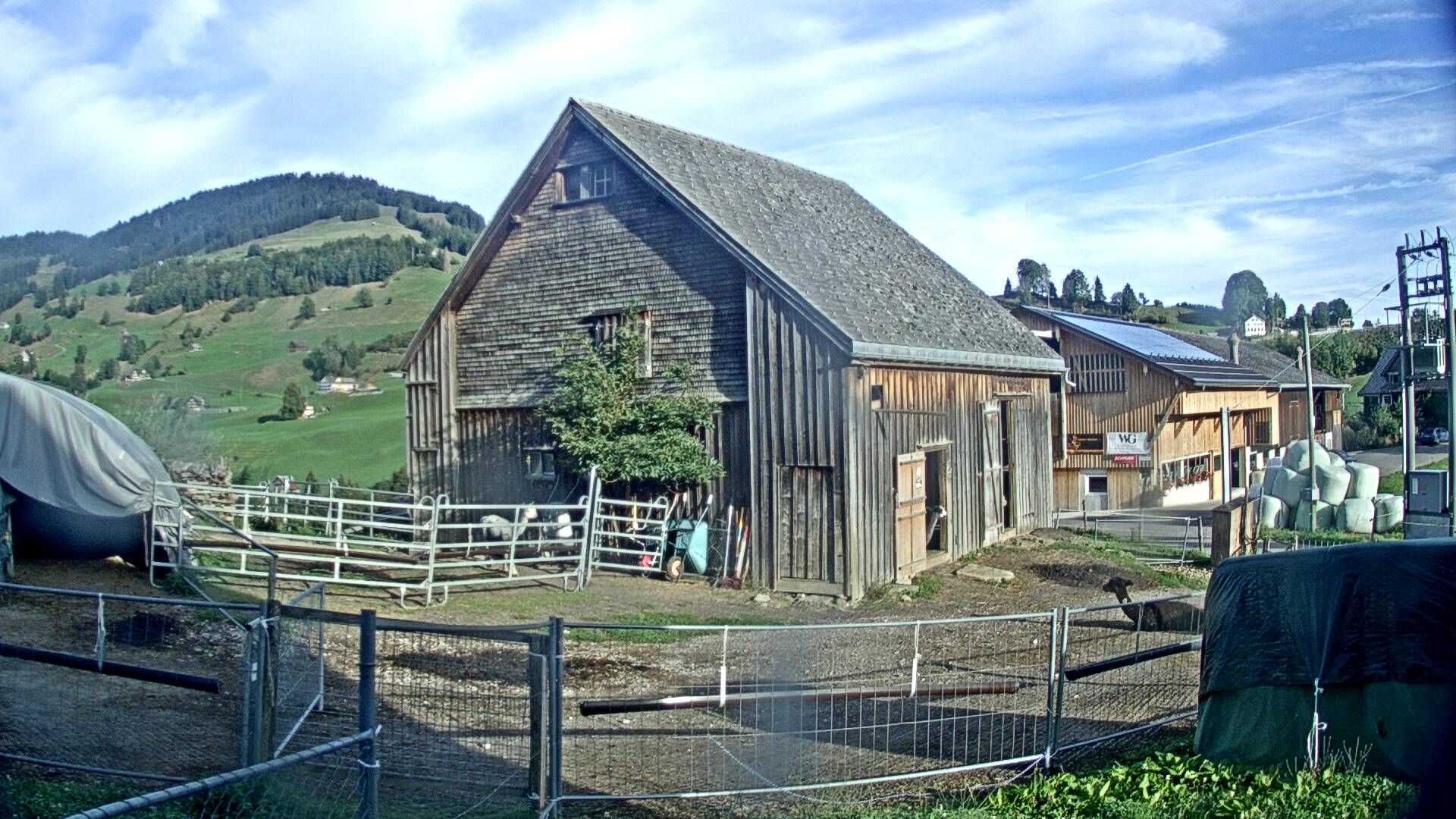 Nesslau: Stein: Toggenburg Alpakas