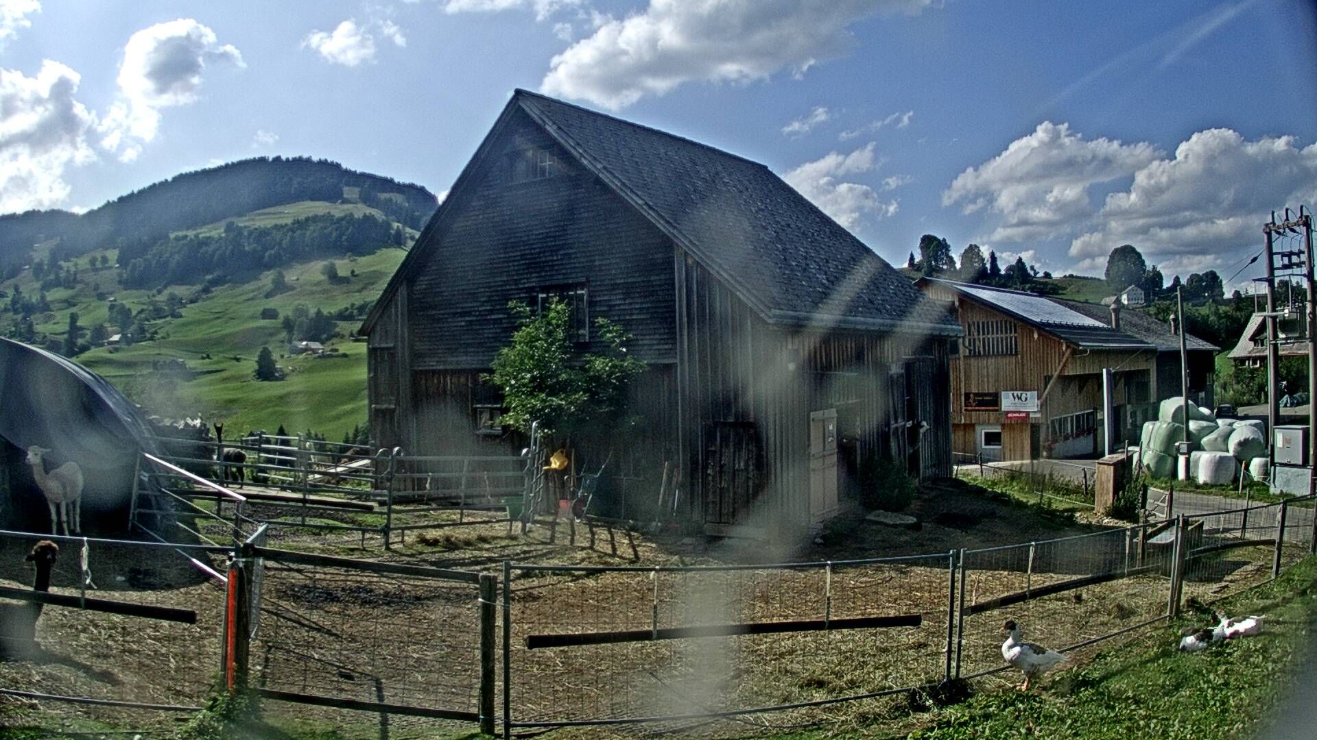 Nesslau: Stein: Toggenburg Alpakas