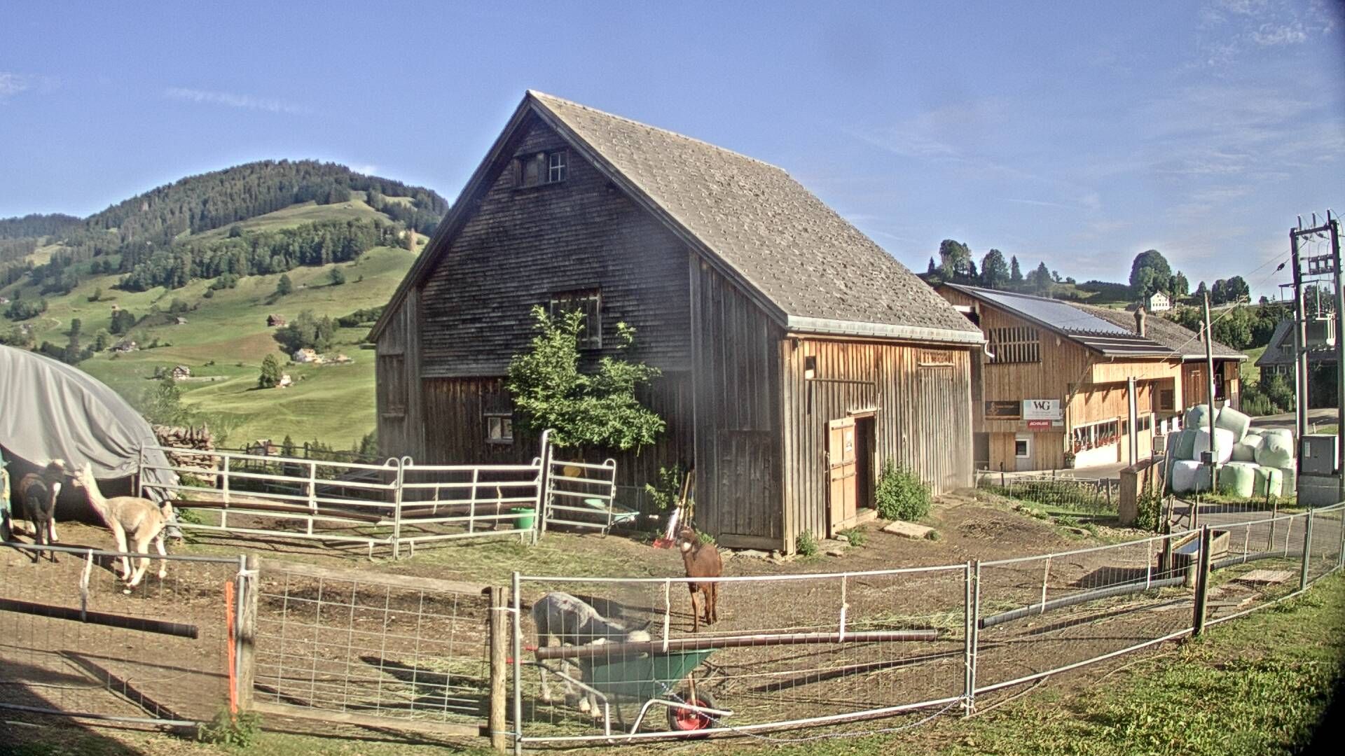 Nesslau: Stein: Toggenburg Alpakas