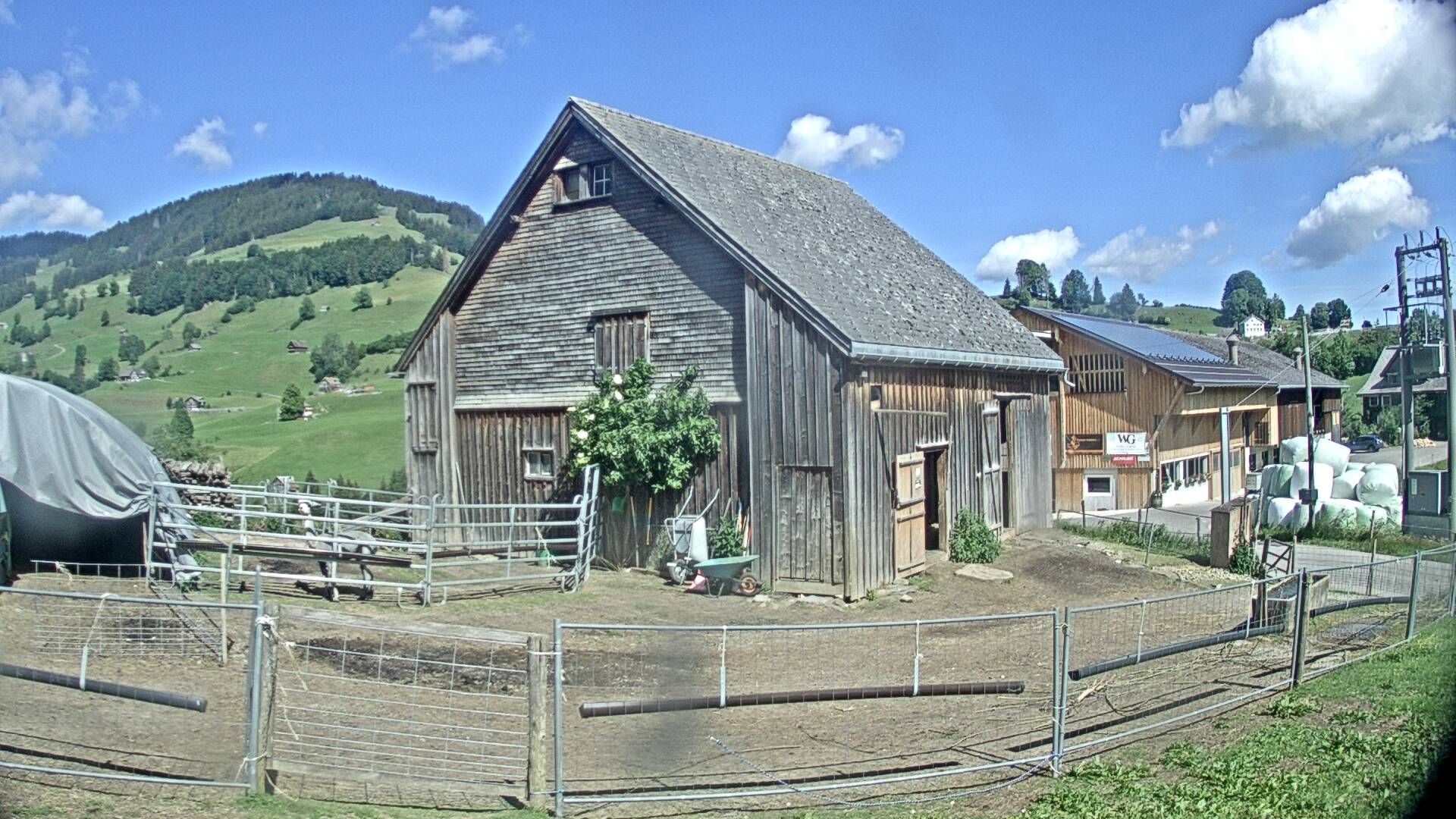 Nesslau: Stein: Toggenburg Alpakas