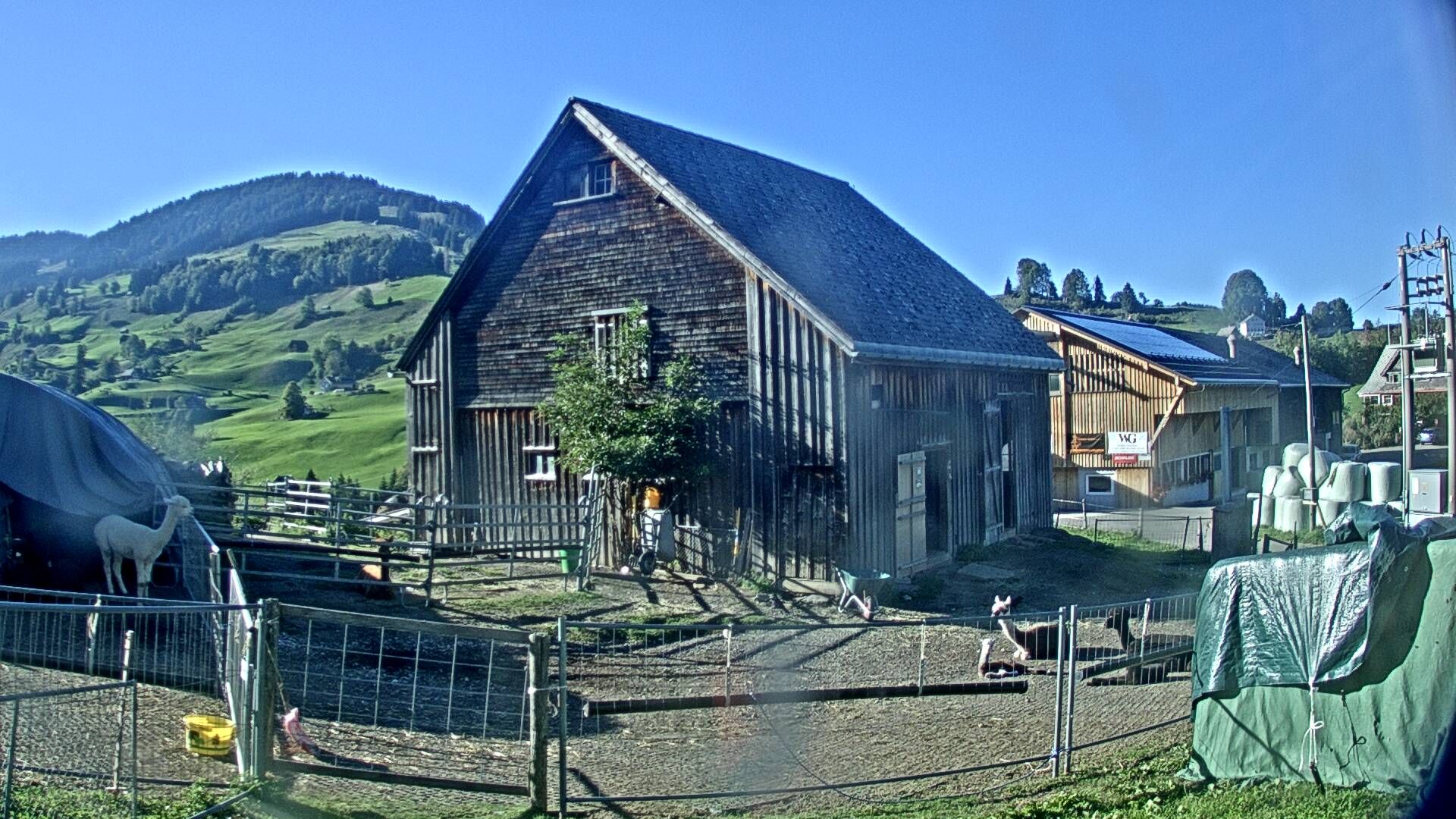 Nesslau: Stein: Toggenburg Alpakas
