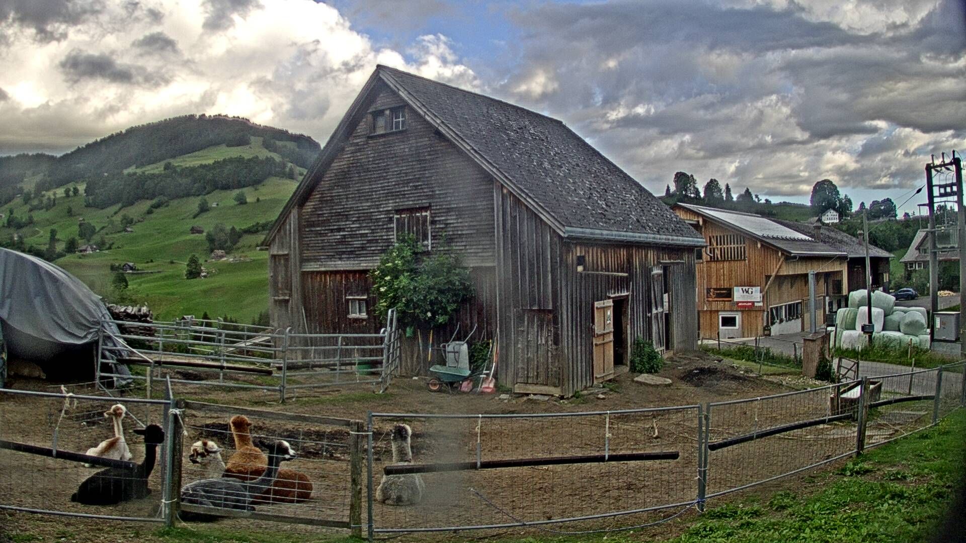 Nesslau: Stein: Toggenburg Alpakas