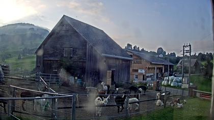 Stein: Toggenburg Alpakas