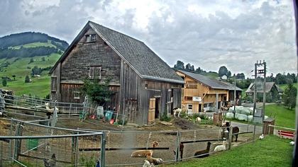 Stein: Toggenburg Alpakas