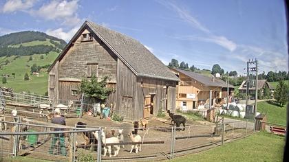 Stein: Toggenburg Alpakas