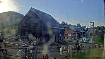 Stein: Toggenburg Alpakas