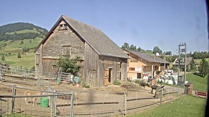 Stein: Toggenburg Alpakas