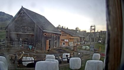 Stein: Toggenburg Alpakas