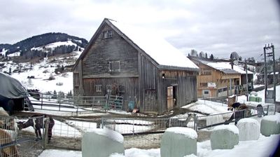 Stein: Toggenburg Alpakas