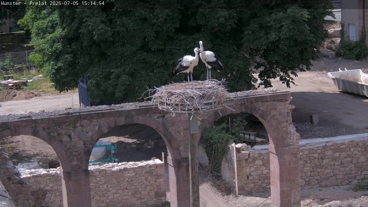 Traffic Cam Munster › West: Ruines de l'abbaye de Munster