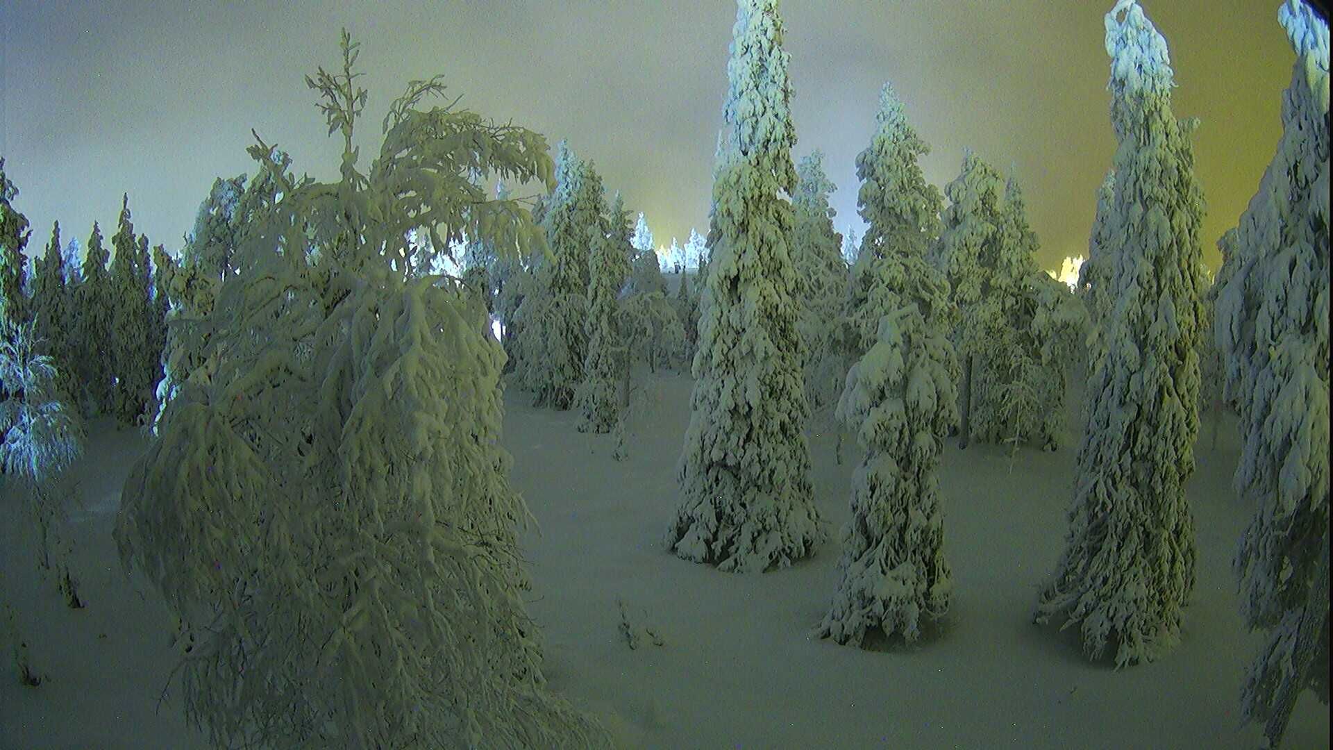 Ruka › East: Northern Ostrobothnia - forest, trees