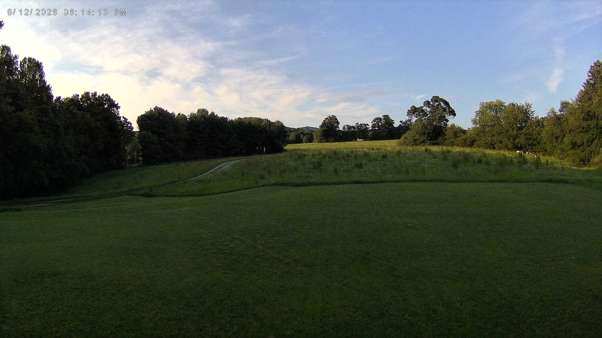 Hickory during daytime