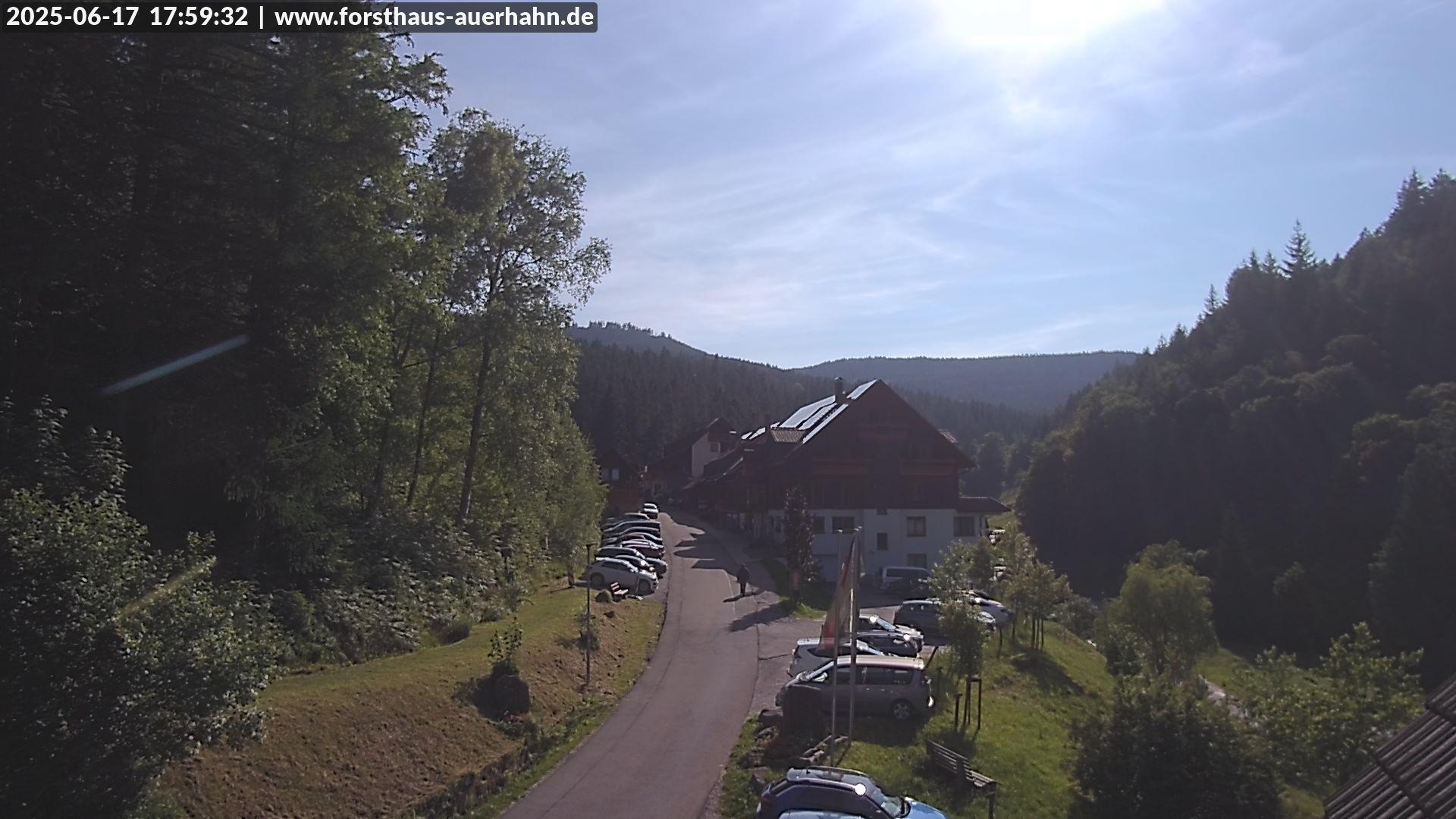 Grafenberg forest Webcam