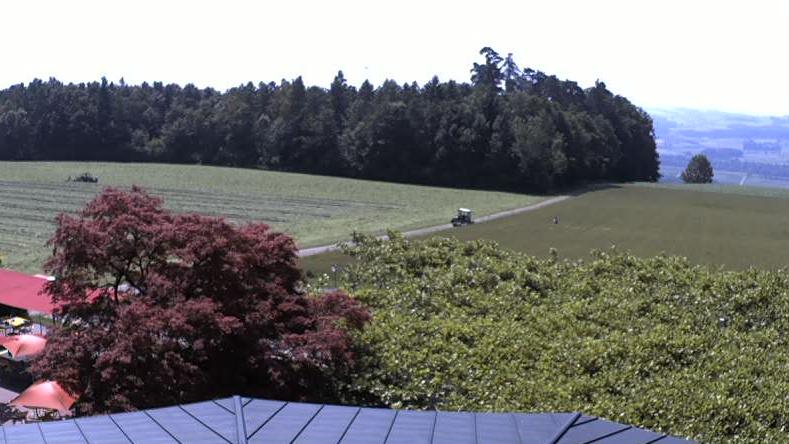Stelzenhofs Scenic View Webcam