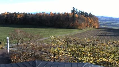 Weinfelden: Stelzenhof