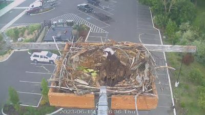 Dover: Sandpoint - Osprey - USA