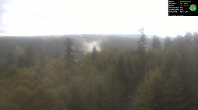 Eyachmuhle forest webcam