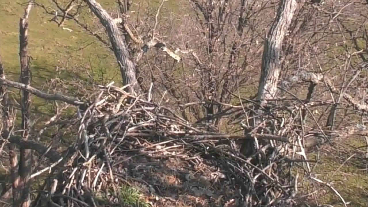 Ridgeway: Decorah Eagles