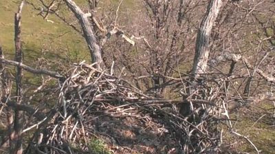 Ridgeway: Decorah Eagles